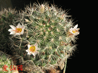 Mammillaria goodridgei