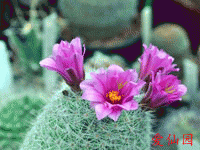 Mammillaria grahamii var. olivae