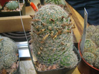 Mammillaria grahamii var. olivae