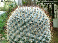 Mammillaria haageana subsp. elegans