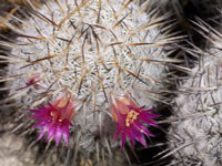 Mammillaria haageana subsp. schmollii