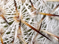 Mammillaria haageana subsp. schmollii