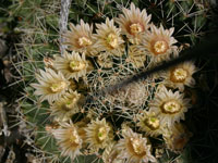 Mammillaria heyderi subsp. meiacantha