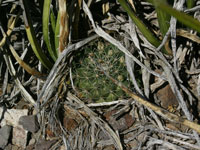 Mammillaria heyderi subsp. meiacantha