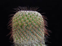 Mammillaria huitzilopochtli subsp. niduliformis