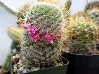 Mammillaria huitzilopochtli subsp. niduliformis