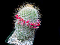 Mammillaria huitzilopochtli subsp. niduliformis