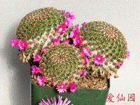 神惠 subsp. huitzilopochtli