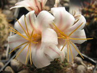 Mammillaria hutchisoniana subsp. louisae