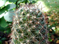 Mammillaria hutchisoniana subsp. louisae