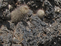 Mammillaria hutchisoniana subsp. louisae