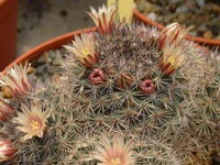 Mammillaria johnstonii var. guaymensis