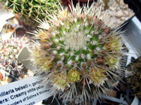 Mammillaria karwinskiana subsp. beiselii