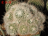 Mammillaria karwinskiana subsp. beiselii