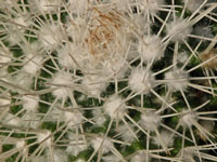 Mammillaria karwinskiana subsp. beiselii