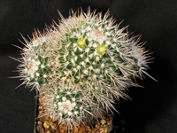 Mammillaria karwinskiana subsp. beiselii