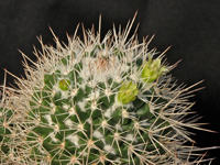 Mammillaria karwinskiana subsp. beiselii