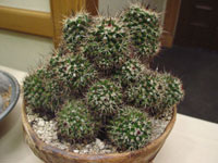 Mammillaria karwinskiana subsp. collinsii