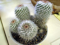 Mammillaria karwinskiana subsp. collinsii