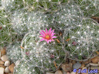 Mammillaria kraehenbuehlii