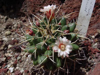 Mammillaria krameri