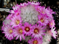 Mammillaria lauii subsp. dasyacantha