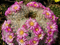 Mammillaria lauii subsp. dasyacantha