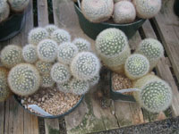 Mammillaria lauii