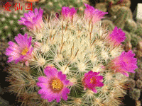 Mammillaria lauii subsp. subducta