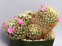 Mammillaria lauii subsp. subducta