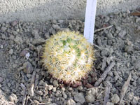 Mammillaria lauii subsp. subducta