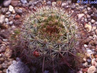 Mammillaria limonensis