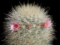 Mammillaria manana