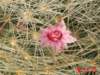 Mammillaria manana