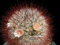 Mammillaria marcosii