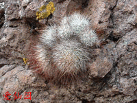 Mammillaria marcosii