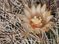 Mammillaria marcosii