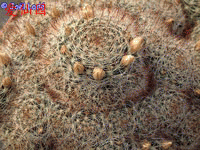 Mammillaria mathildae