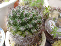 Mammillaria melaleuca