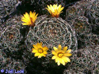 Mammillaria melaleuca