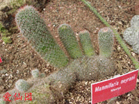 Mammillaria meyranii