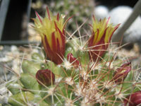 Mammillaria petrophila subsp. baxteriana