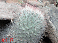 红夏莉 subsp. petrophila