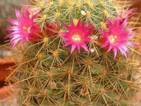 Mammillaria rekoi subsp. aureispina