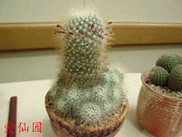 Mammillaria rekoi subsp. leptacantha