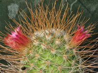 Mammillaria rekoi subsp. leptacantha