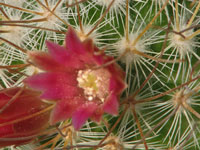 Mammillaria rekoi subsp. leptacantha