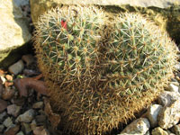 Mammillaria rhodantha subsp. aureiceps