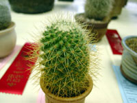 Mammillaria rhodantha subsp. pringlei