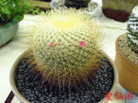 Mammillaria rhodantha subsp. pringlei